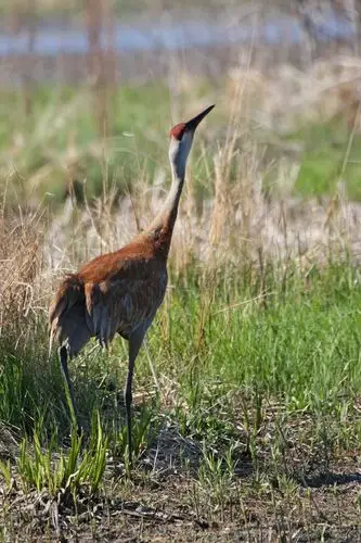 sandhill crane 2010