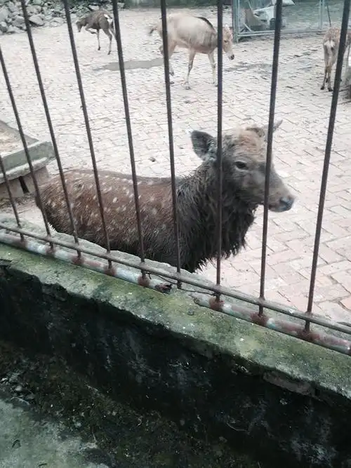 温岭动物园里面就几只痩不拉几的动物里面