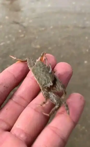 这只海里的小螃蟹长的真可爱不忍心抓它了