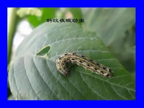 斜纹夜蛾在芋头上的发生规律及防治方法