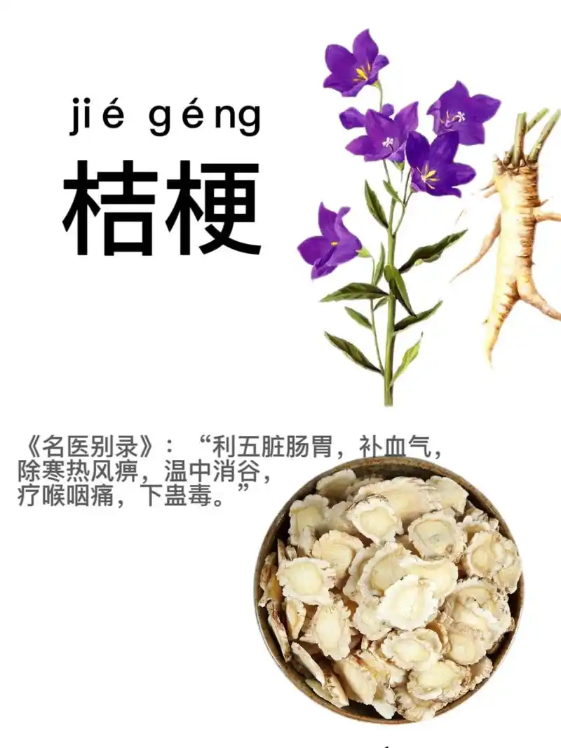 第十二天:识《桔梗》 桔梗的根部可以入药也可以用来食用 桔梗是一种