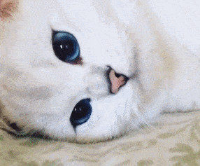 搞笑gif动态图哇觉得自己又恋爱了