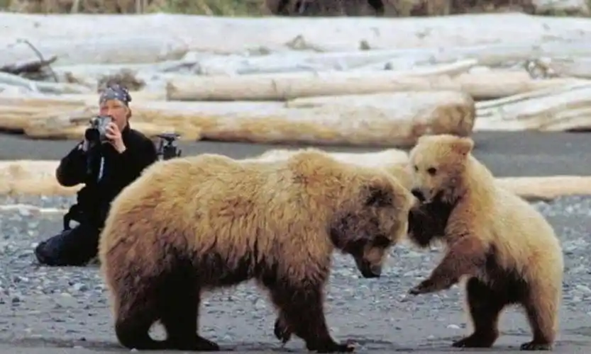 遇见灰熊之前,提摩西的生活是灰白,毫无光亮的.