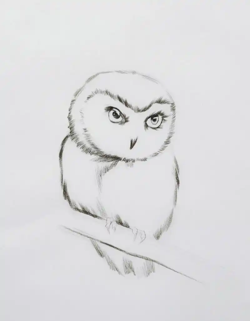 猫头鹰素描绘画步骤