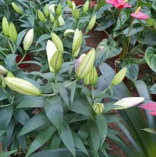 家中养盆百合,开花美丽芳香,寓意又好|百合|种球|植株_新浪新闻