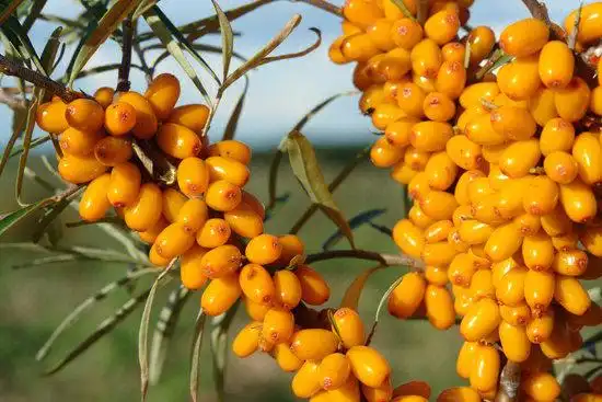 黑龙江省特产孙吴大果沙棘