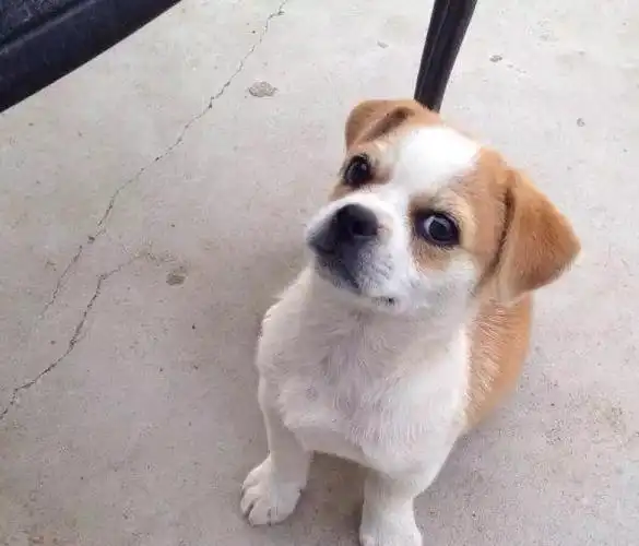 土狗被轿车撞断腿, 为了不麻烦主人, 自己忍着剧痛难受