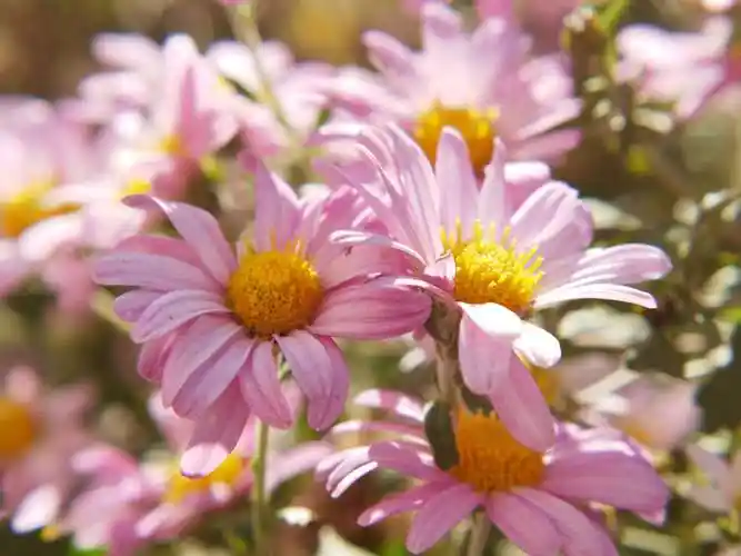 小菊花,鲜彩夺目!