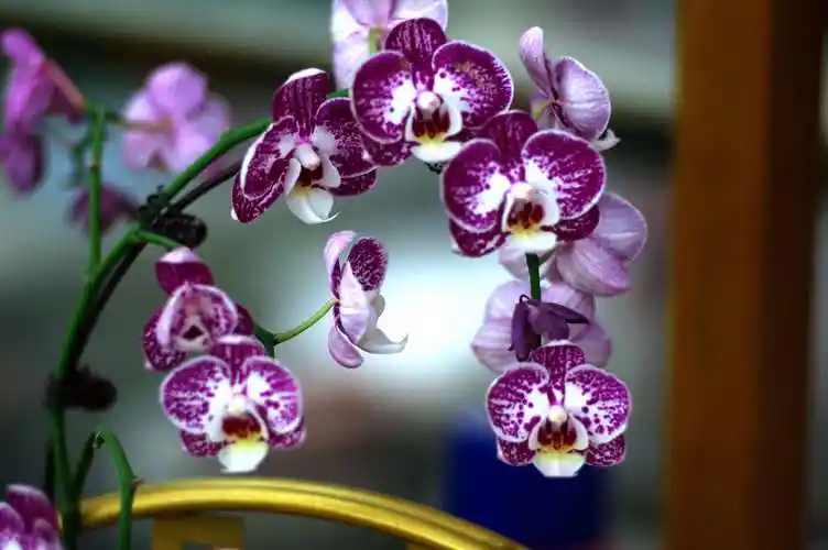 五彩缤纷的蝴蝶兰世界