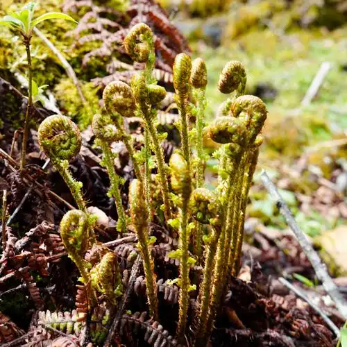 远古植物 - 语航员 - 图虫
