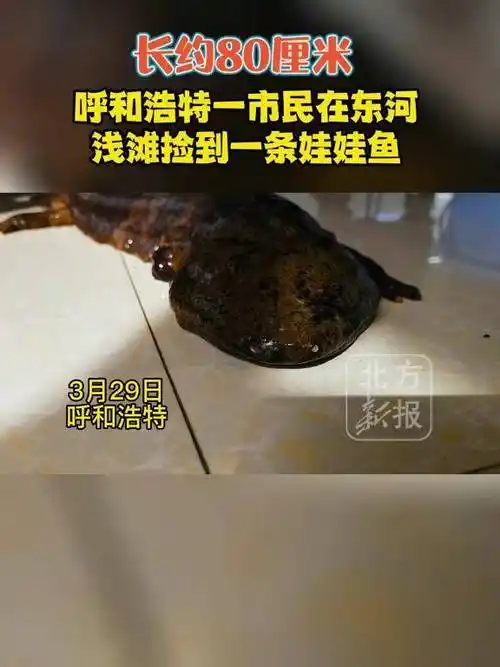 呼和浩特一市民捡到一条娃娃鱼保护野生动物娃娃鱼叫声像婴儿的哭声
