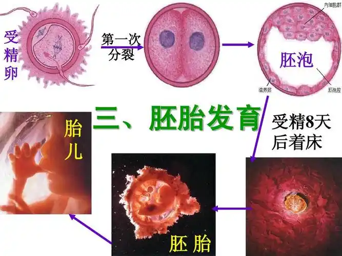 2人的生殖(第二课时) 课件 (新人教版七年级下)ppt