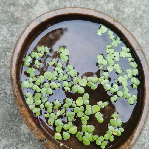 紫背浮萍芝麻萍改善水质美化水面净化水质水质造景适用水草养鱼龟