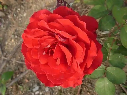 月季--红色妖姬