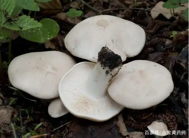 荒野维生野菜系列——白蘑