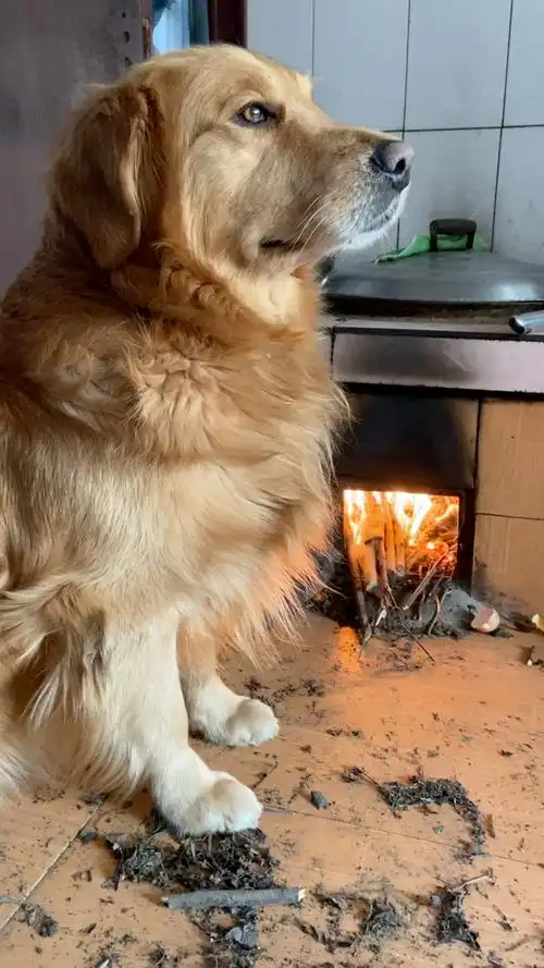 锅里蒸肉,金毛边烤火边看肉