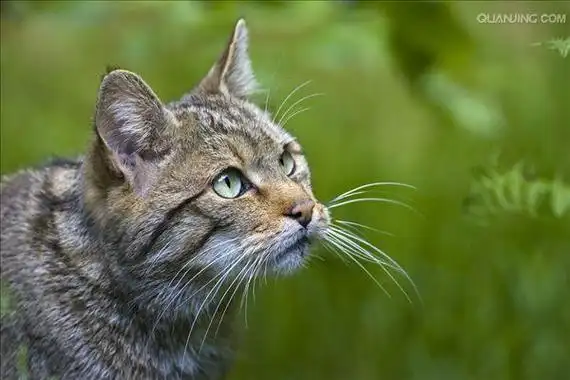 p>欧洲野猫,或称欧林猫,曾一度遍布欧洲大陆.