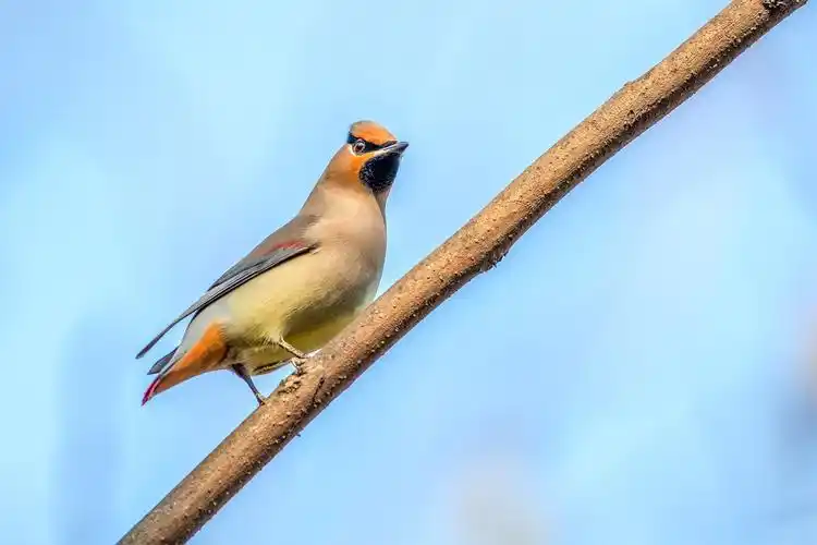 美丽的吉祥鸟一一太平鸟