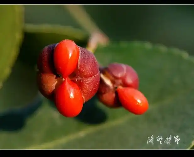 这个是大叶黄杨的果实吧