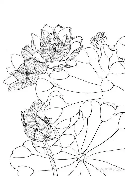 (以上图片来源于《工笔画线描画谱——荷花篇》)