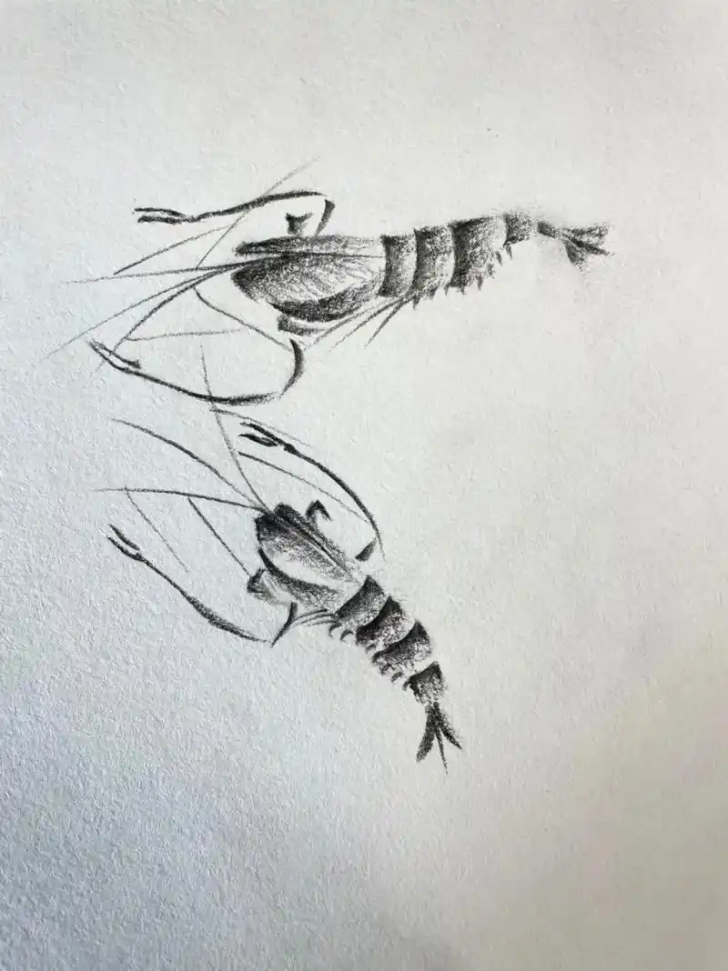 炭笔小画虾苹果小鸟