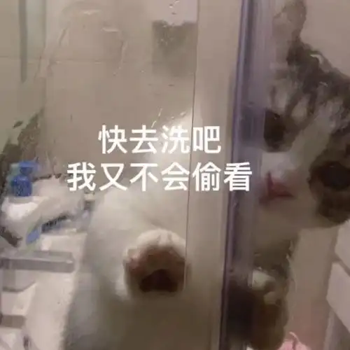 求洗澡吧我不会偷看猫猫图
