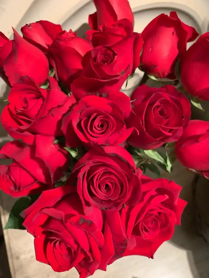 卡罗拉玫瑰.卡罗拉玫瑰是属于玫瑰中的精品,它的花色十分经典, - 抖音