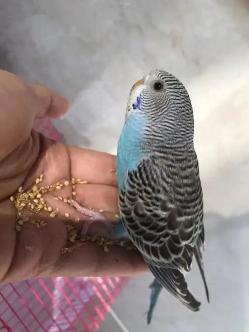 虎皮鹦鹉  慢慢用食物引诱出笼,没一会自己扑哧扑哧飞起来,站在窗前