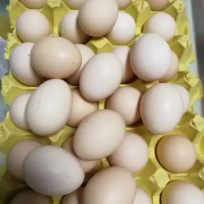 农家田园新鲜土鸡蛋30枚40枚 杂粮喂养笨鸡蛋草鸡蛋特产孕妇宝宝辅食