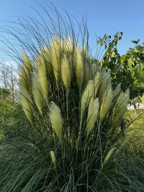 拉丁名:cortaderia selloana禾本科 gramineae · 蒲苇属 cortaderia