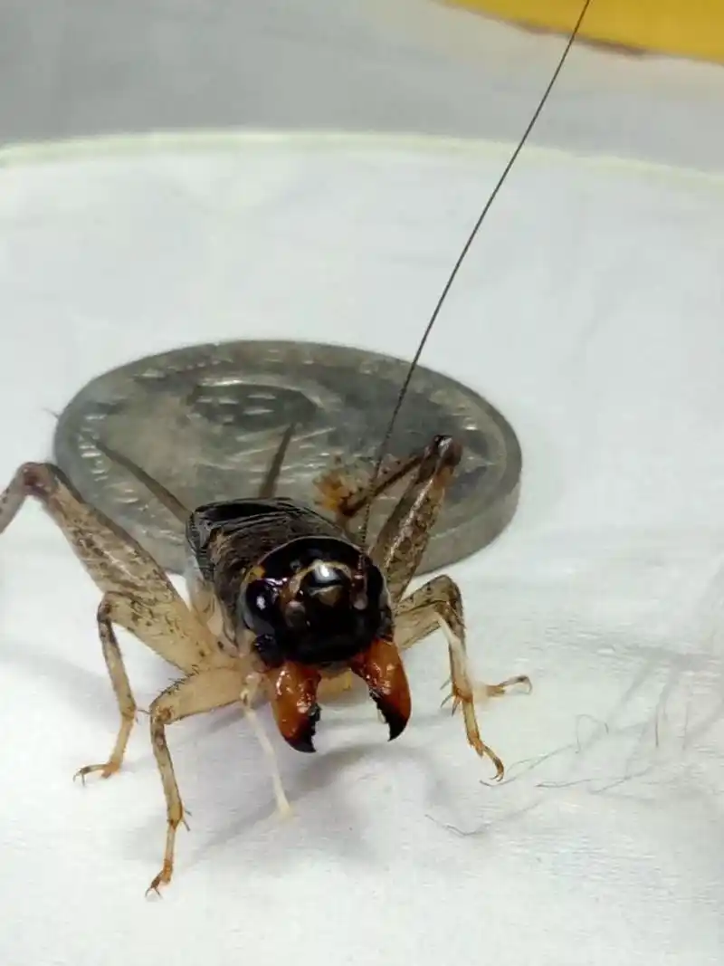 蟋蟀鉴赏:10路单线腿的黄大头