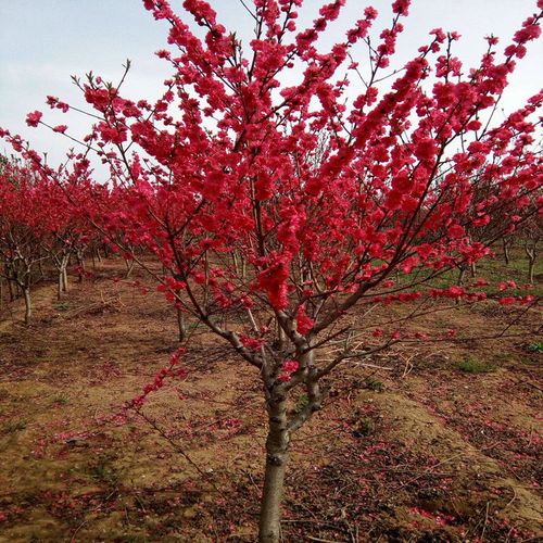 南方北方观赏嫁接紫叶桃重瓣碧桃园林庭院风景彩叶占地树苗工程【5天