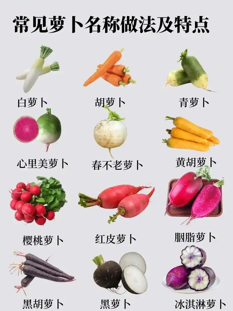 硬核科普|常见的萝卜品种及烹饪方式～各有所爱这12种萝卜 - 抖音