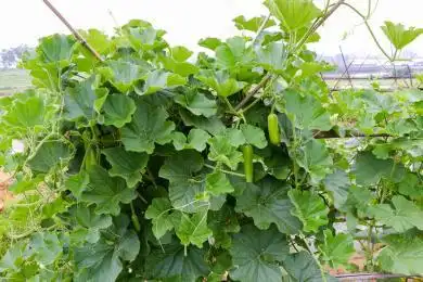 农田里生长的瓠瓜 作物