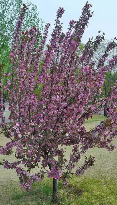 p data-id="gnbc9q4g7o">钻石海棠(学名: i>malus 'sparkler