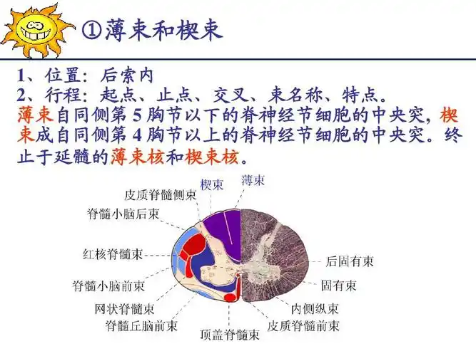 系统解剖学脊髓ppt