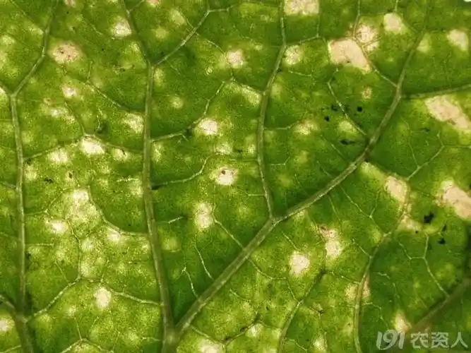 甜瓜细菌性角斑病