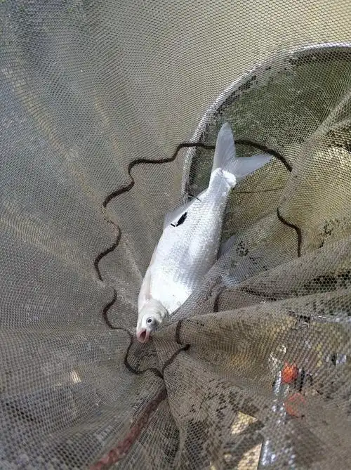 秋意浓浓渐入尾,酣战江鳊时不我待! - 钓鱼之家