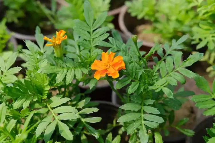 万寿菊长什么样