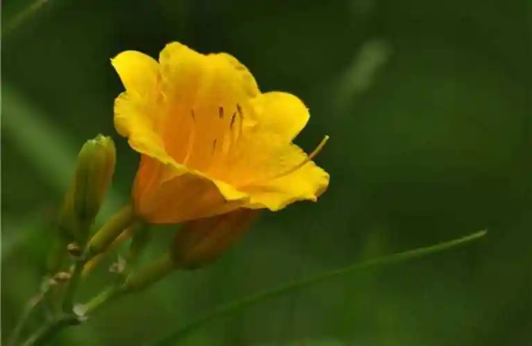 金娃娃萱草(金娃娃萱草花期)