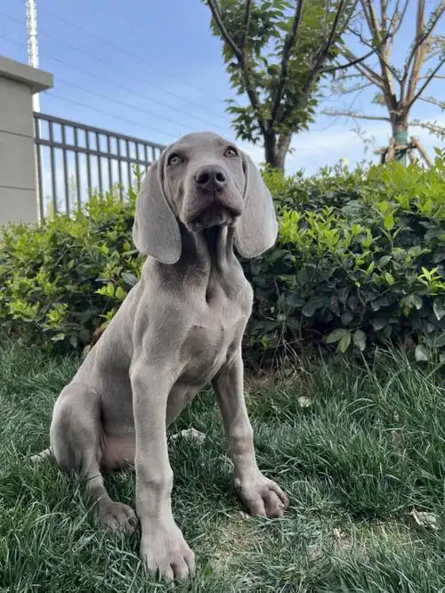 郑州的魏玛犬魏玛猎犬魏玛猎犬