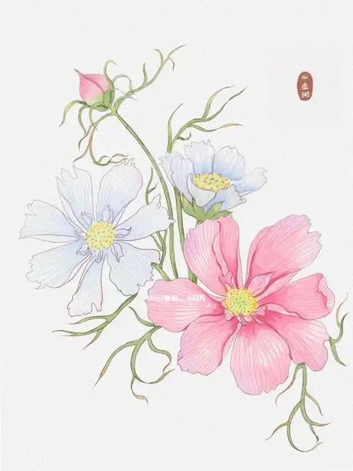 水彩花卉西藏的格桑花附线稿77过程图