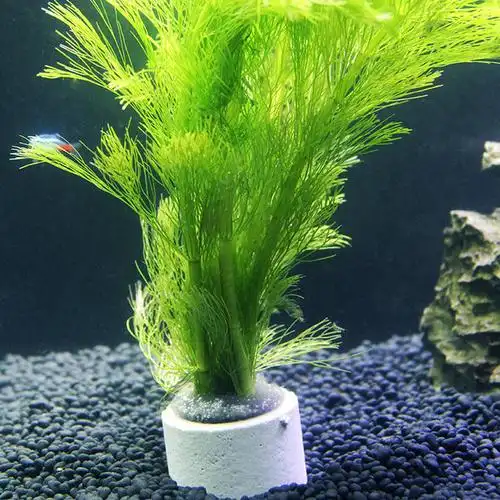 芳草艳阳居大宝塔水族箱造景水草大小宝塔水草鱼缸造景植物水草批