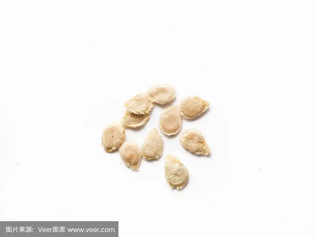 西红柿,种子,水平画幅,高视角,素食