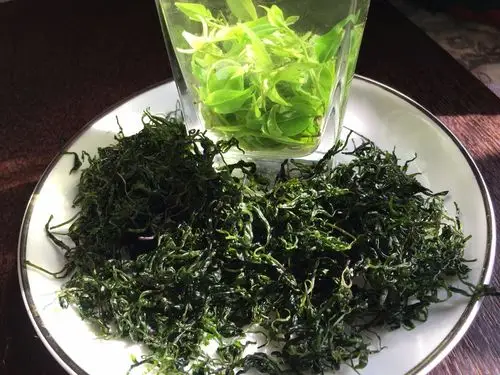 安城厂家批发 毛冬青嫩芽散装茶叶 小叶苦丁茶 青山绿水 产地直销