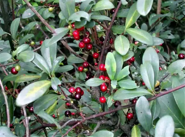 常见的4种南方水果每1个都是童年回忆不知道你还记得几种