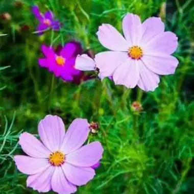 妈妈头像唯美风景花草 中年人爸爸妈妈喜欢的头像 - 微信头像 - 潮人