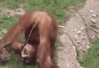 320_220gif 动态图 动图