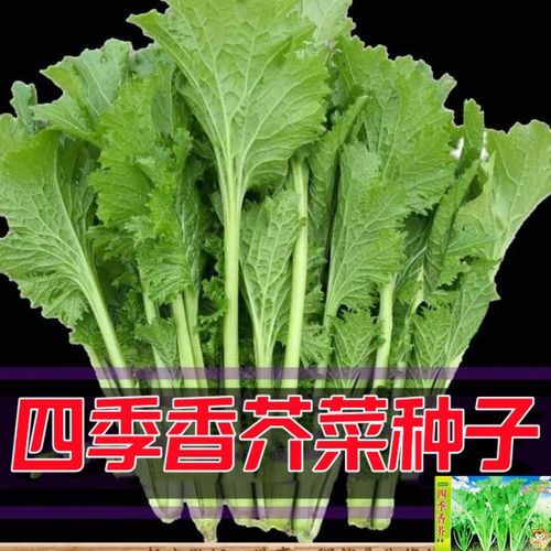 四季香芥菜种籽香叶饺子菜籽香菜小青菜春秋阳台盆栽田园蔬菜种子
