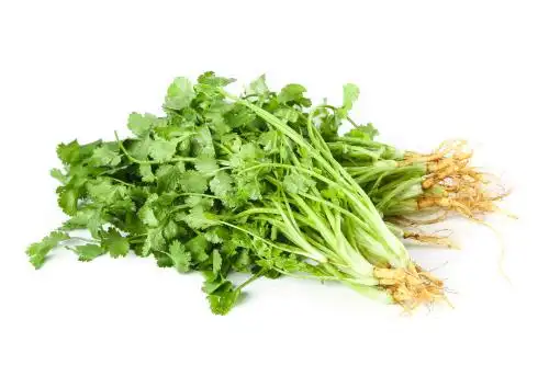 白底上的香菜 香菜